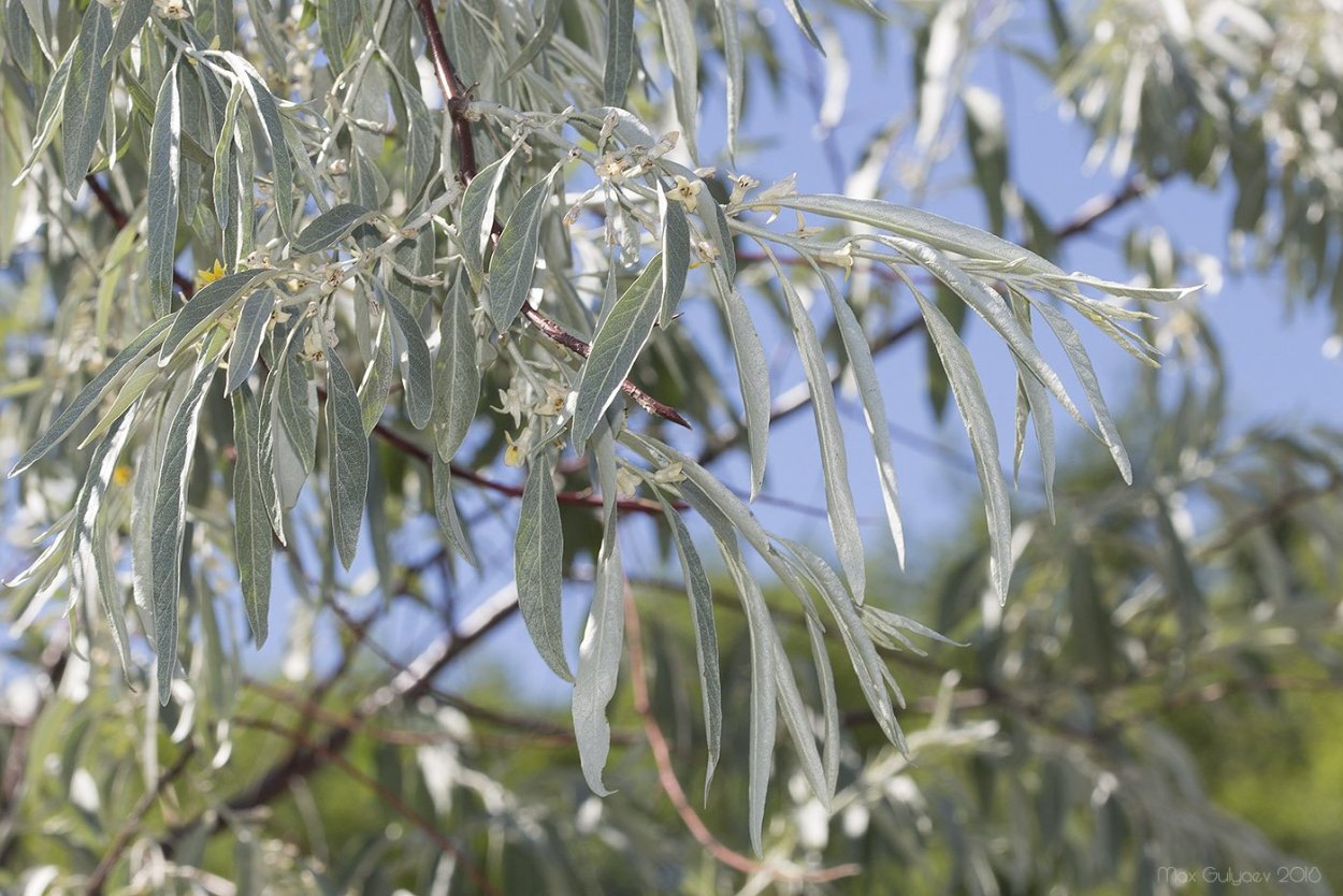 Красная ягода красная черемуха