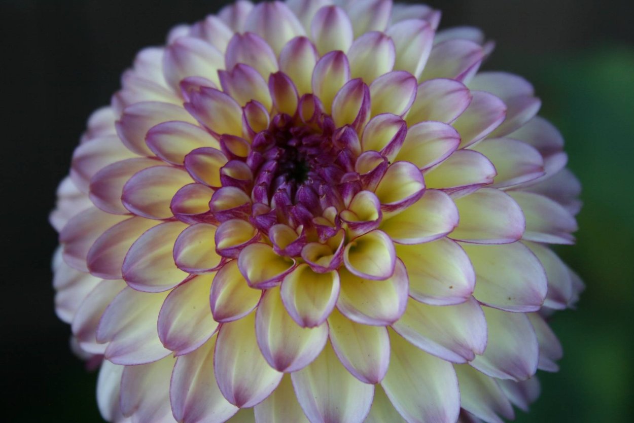 Георгин Лотос цветок