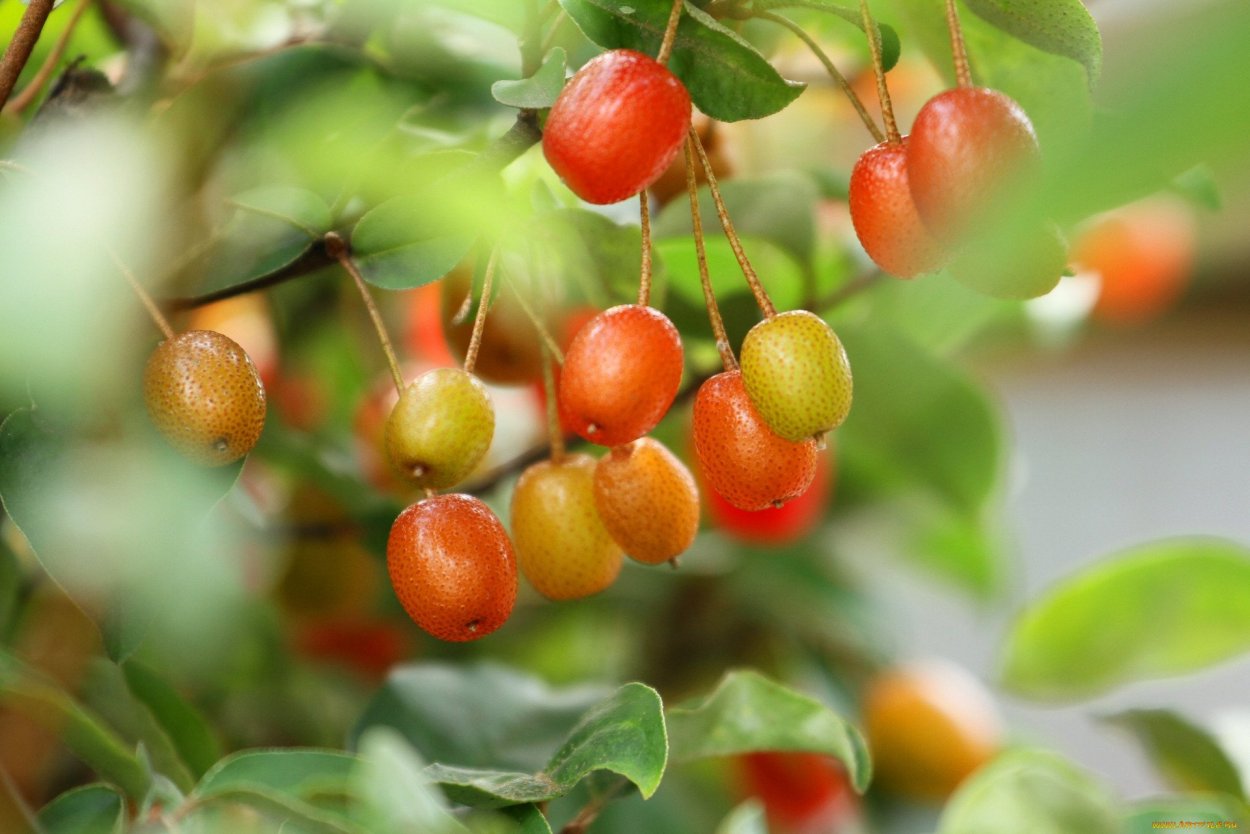 Барбарис Тянь Шанский