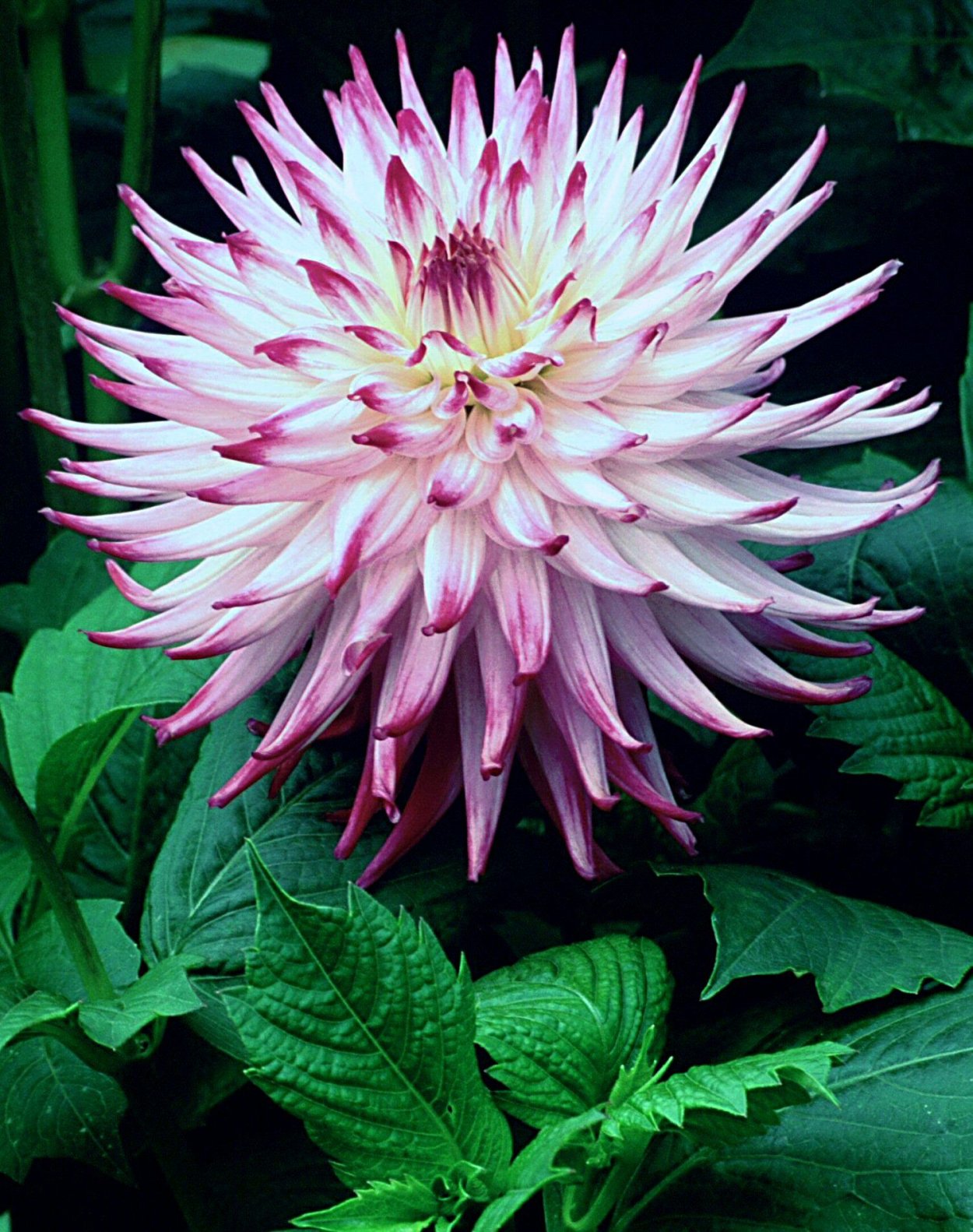 Георгины сорт Лотос