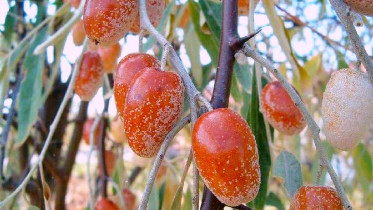 Зимние ягоды синие