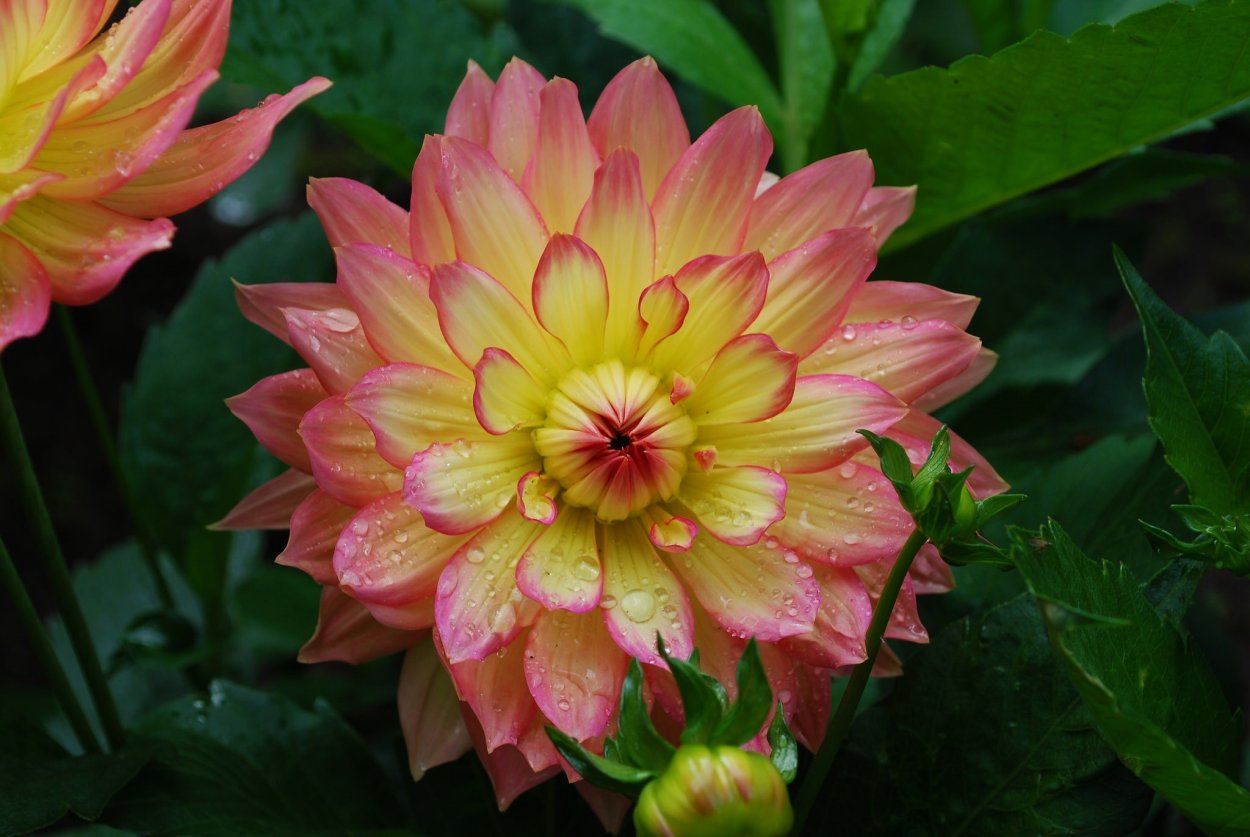 Георгина Карибиан фэнтези