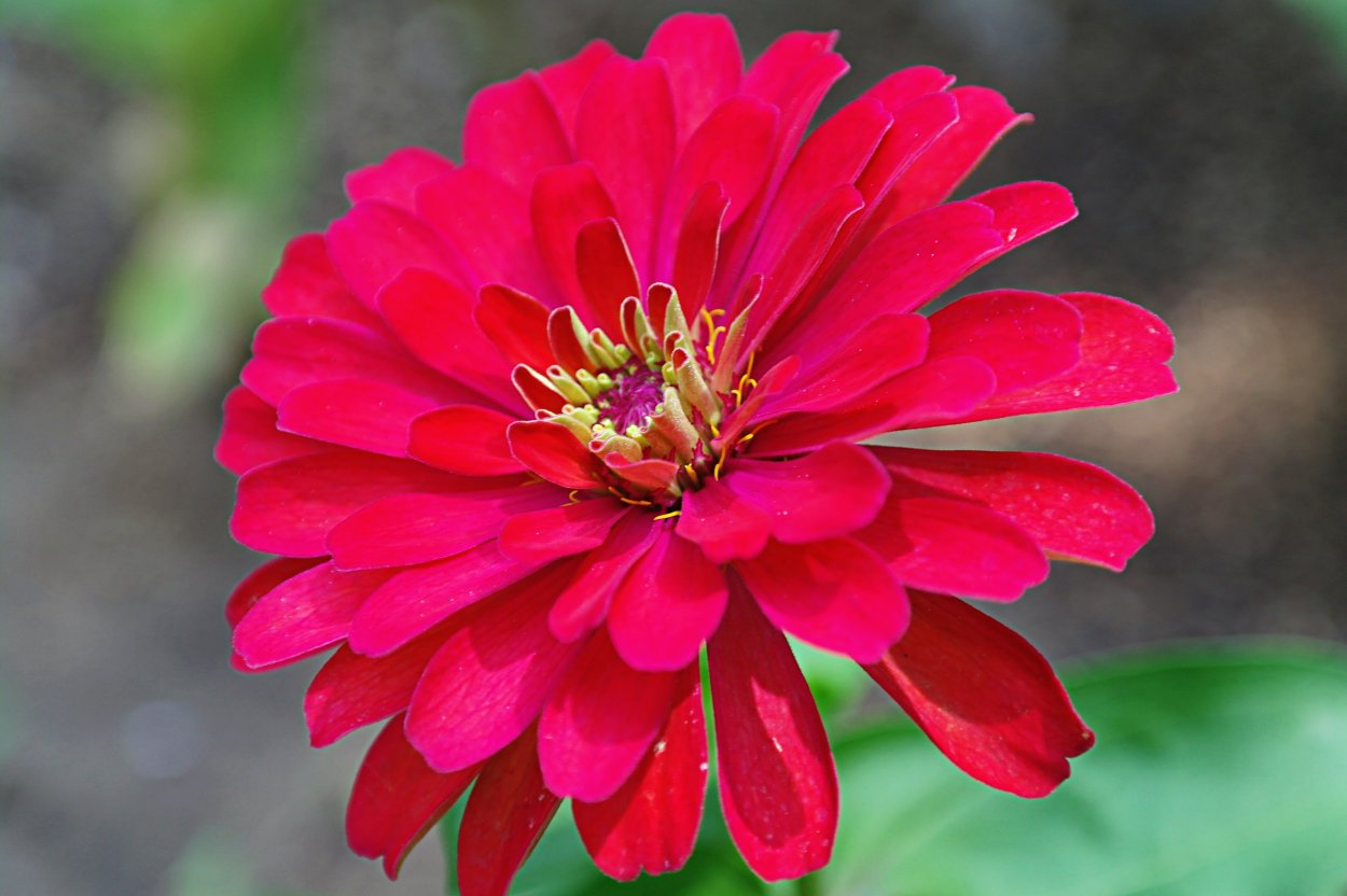 Цветы флагман