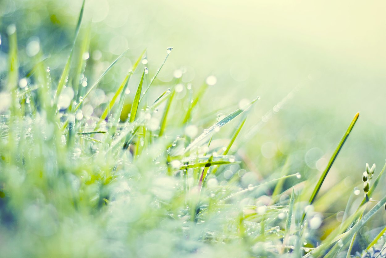 Трава светлая