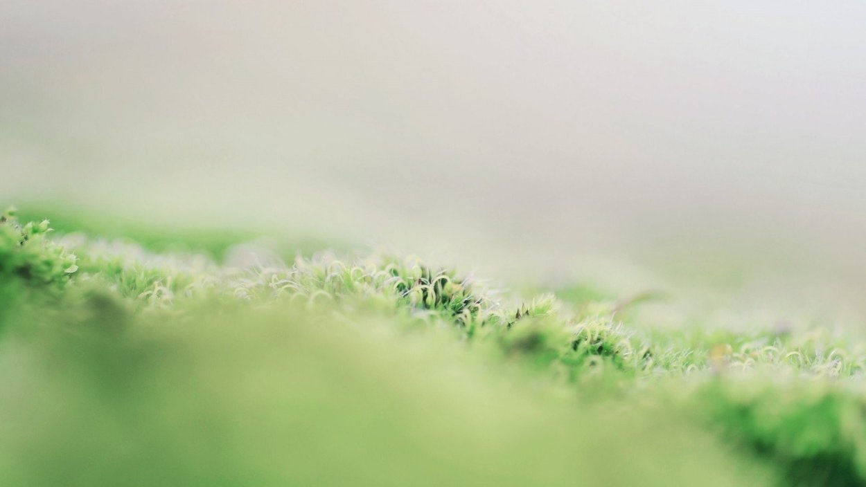 Фон природный светлый