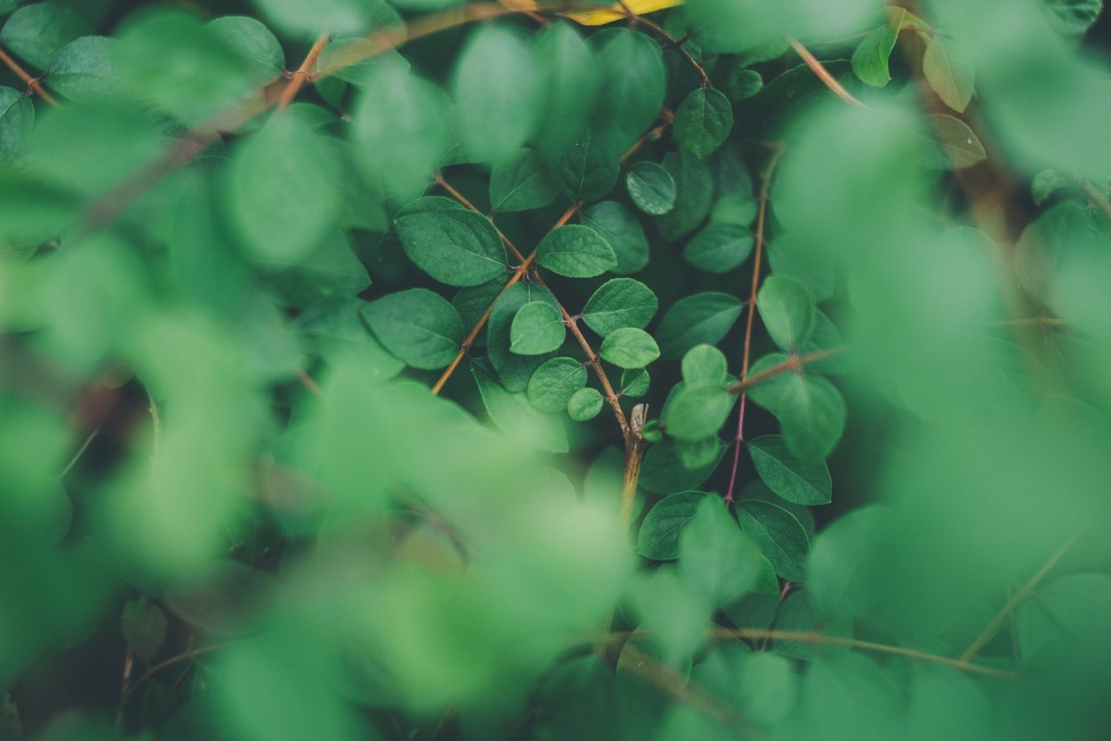 Зеленая растительность