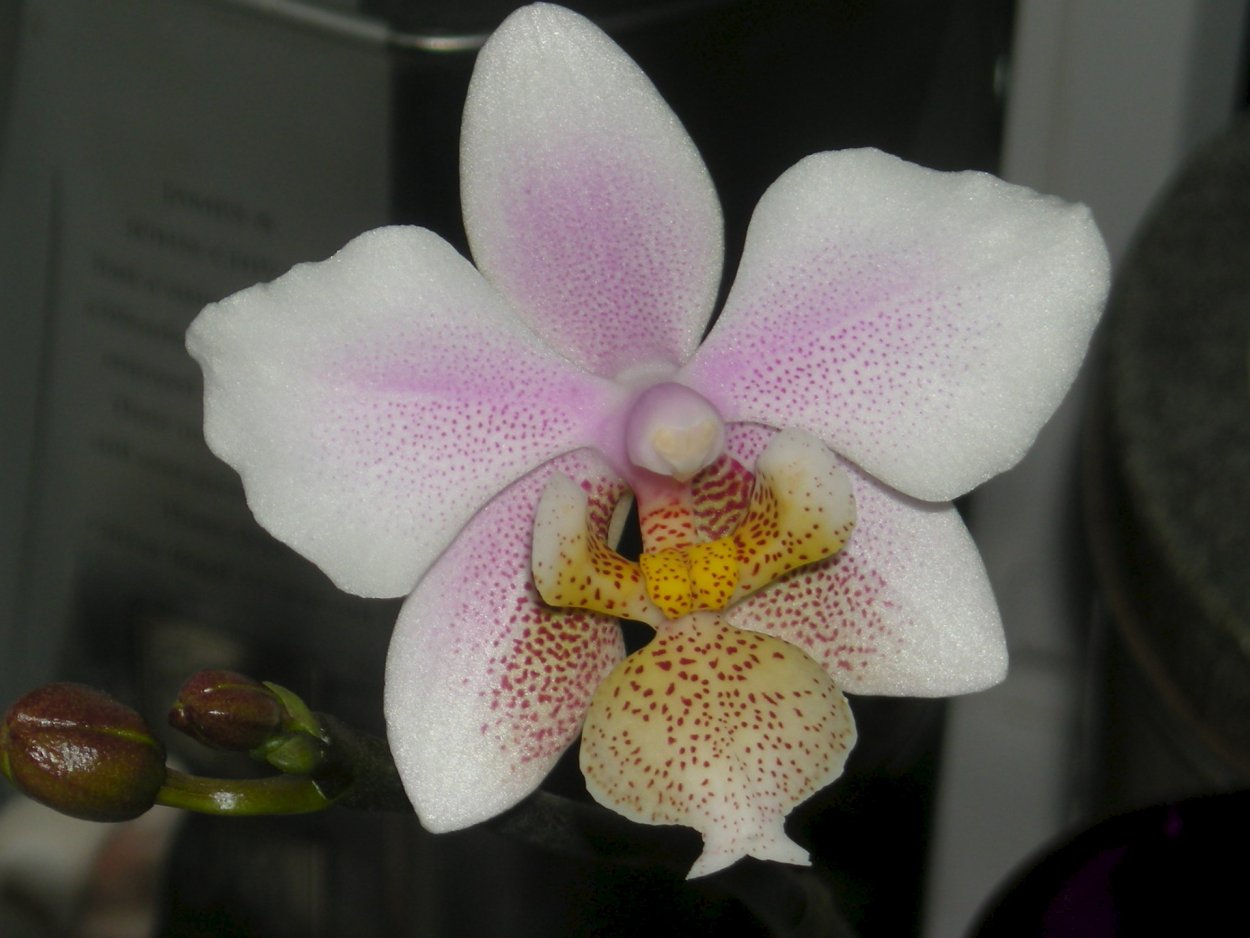 Орхидея Сого Пони