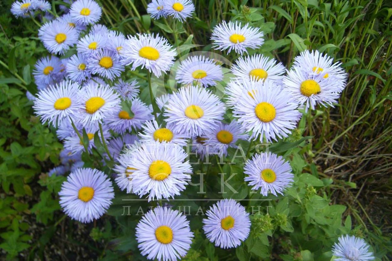 Эригерон мелколепестник