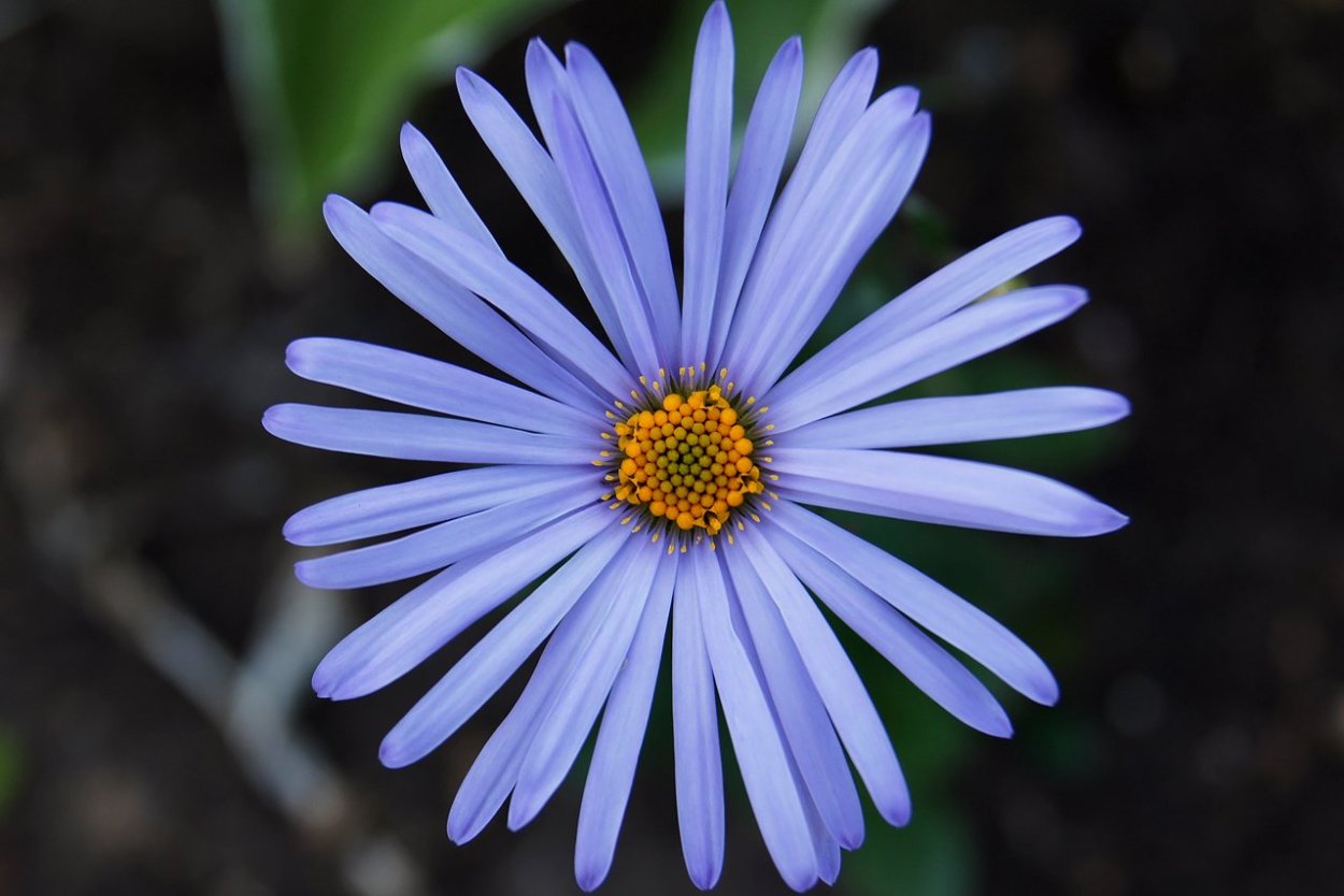 Голубые маргаритки