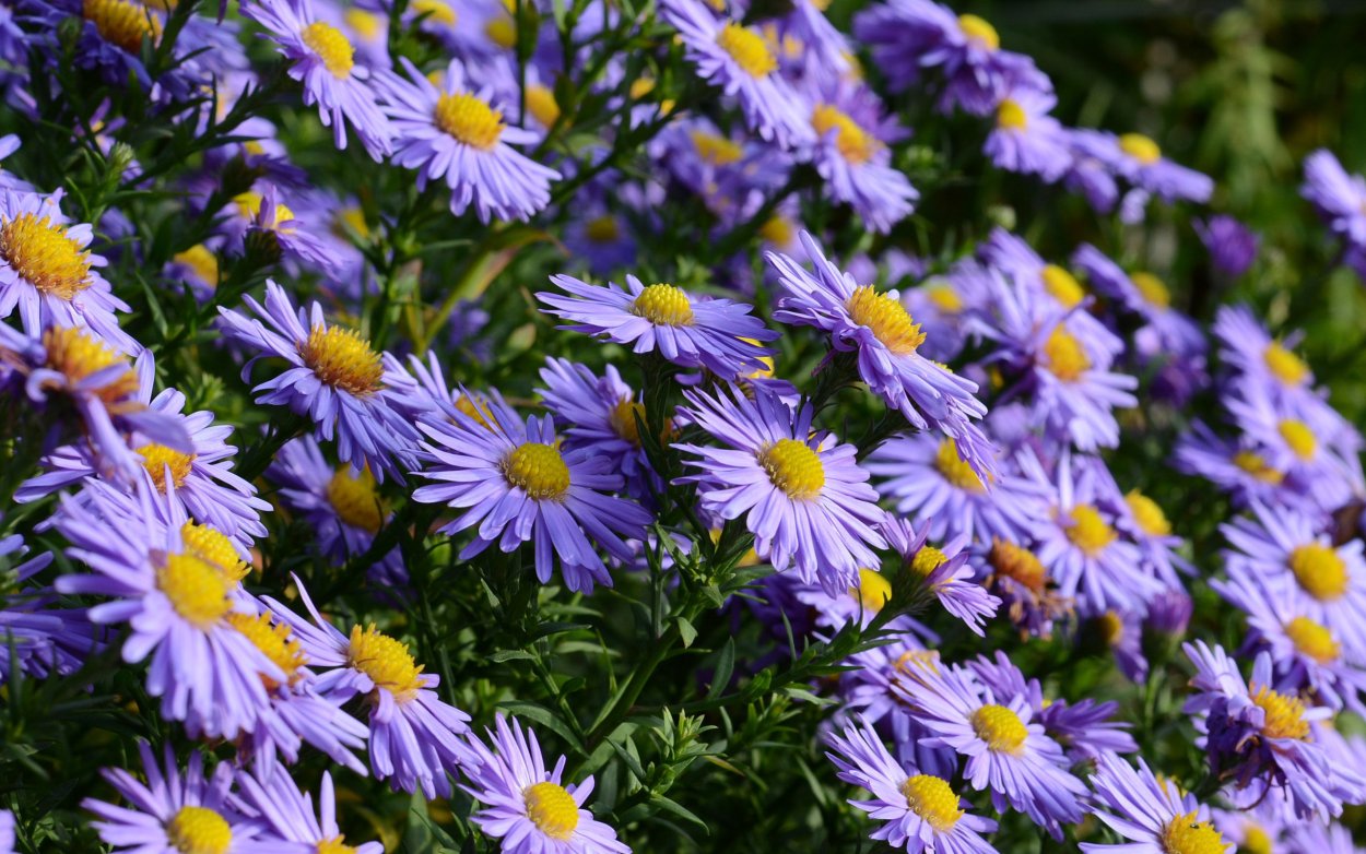 Голубая Ромашка Фелиция