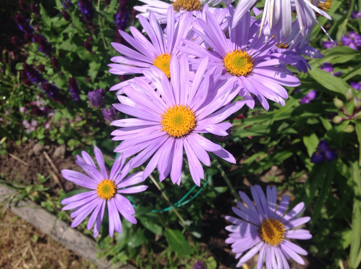 Астра многолетняя Вартбургская звезда