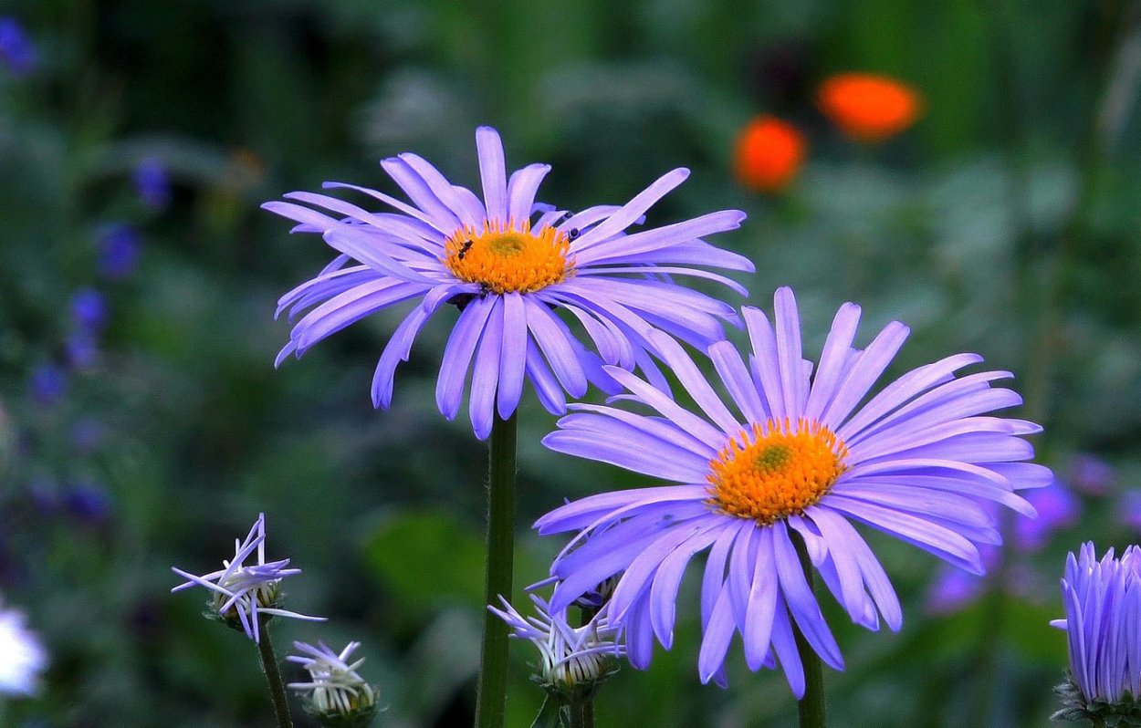 Голубая Ромашка Фелиция многолетняя