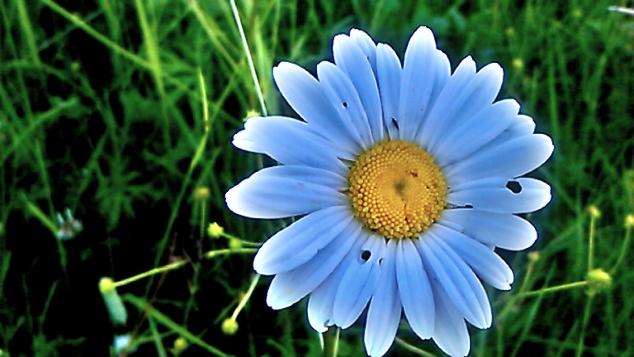 Астра Альпийская Блю