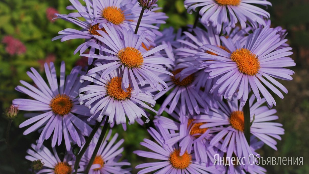 Ромашка голубая Садовая