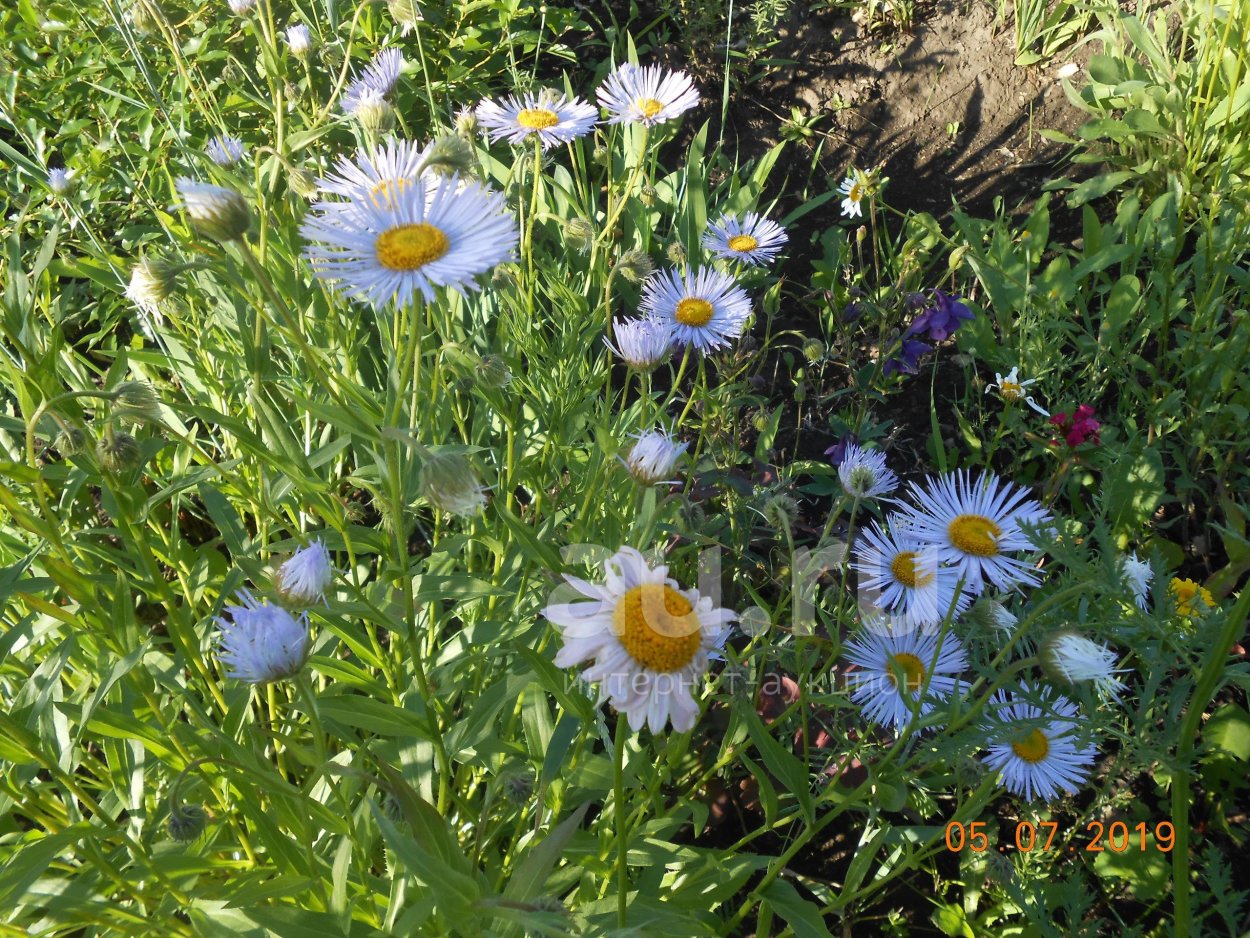 Ромашка голубая многолетняя