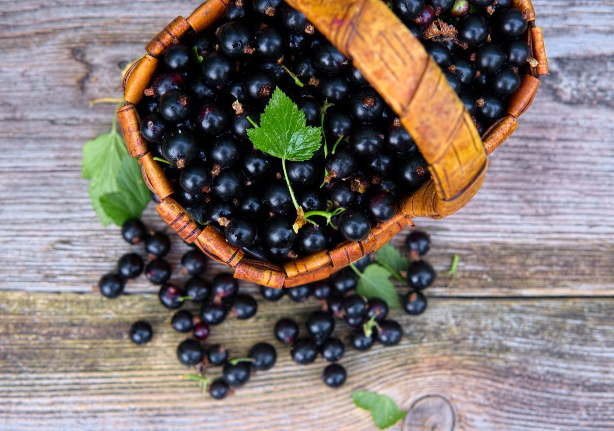 Арония (черемуха черноплодная)