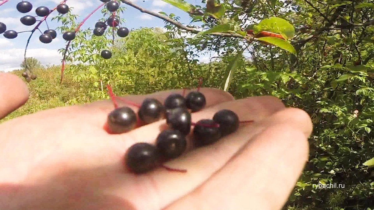 Моченая смородина