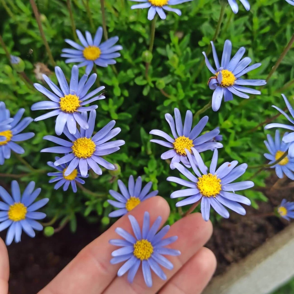 Картинки для рабочего стола много синяя Ромашка большие садовые