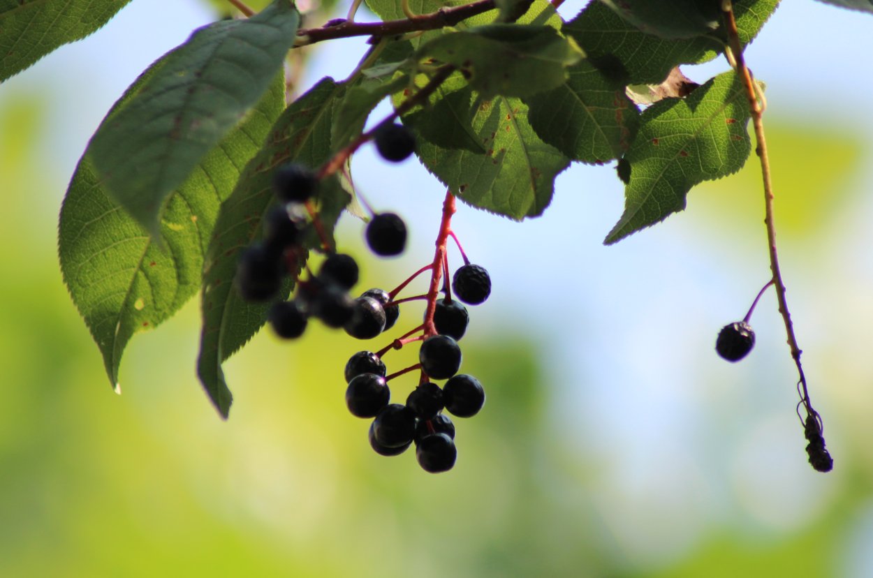 Черемуха Марсианка ягоды семена