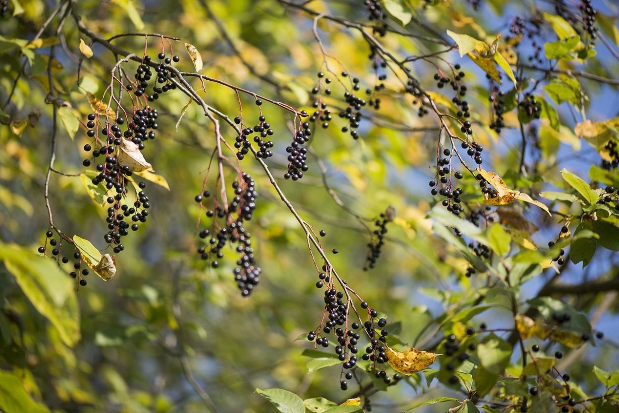 Черёмуха обыкновенная ягоды