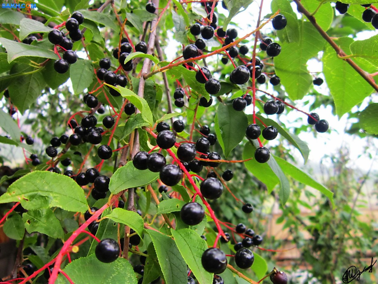 Настой цветков бузины черной