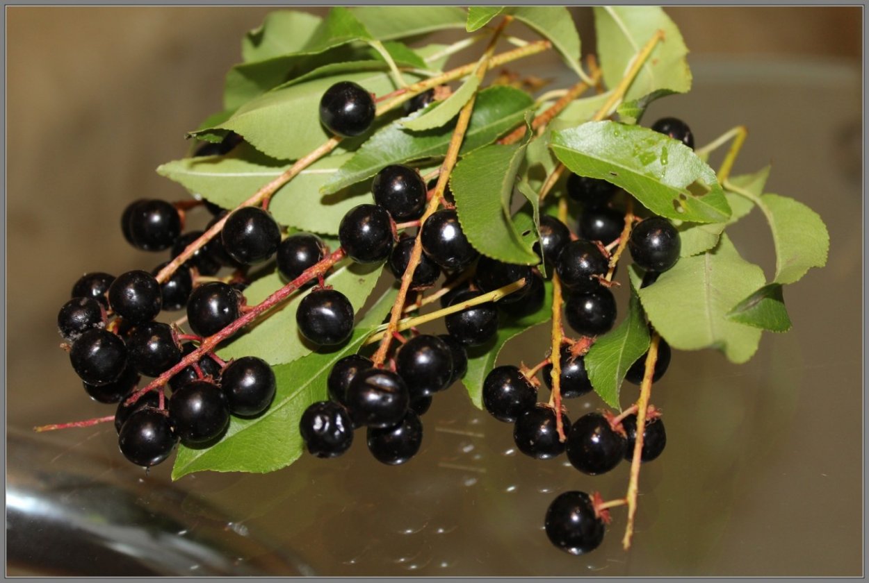 Бузина варенье