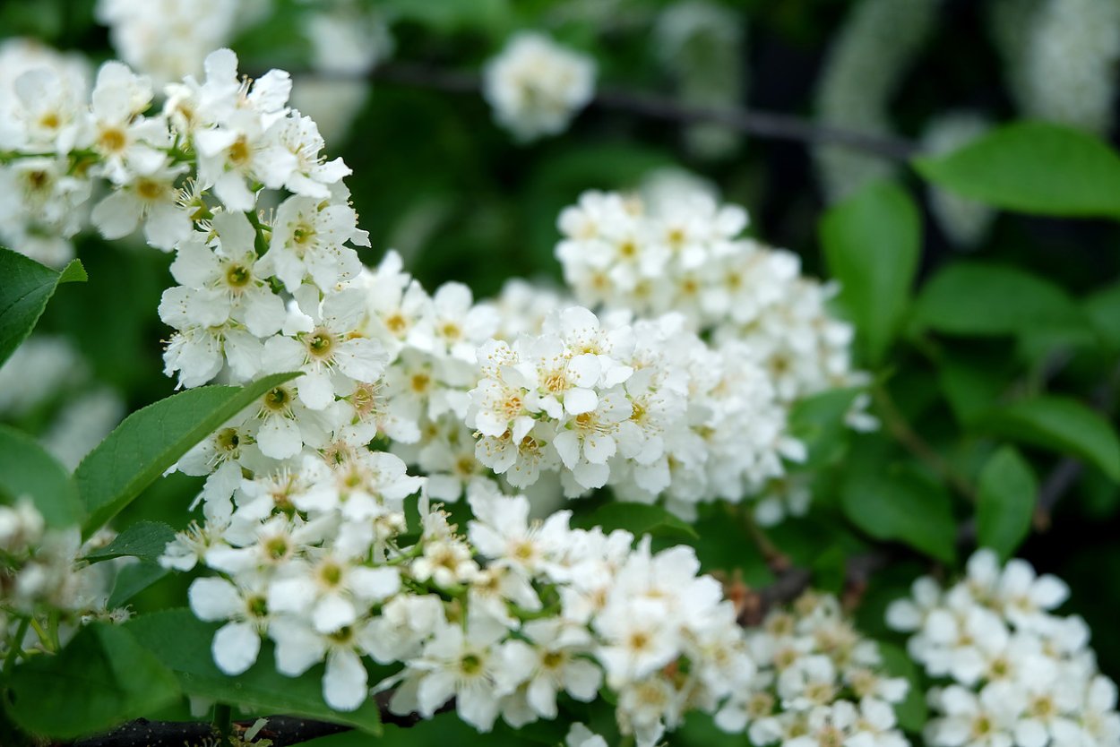 Ягоды малина клубника черная смородина крыжовник