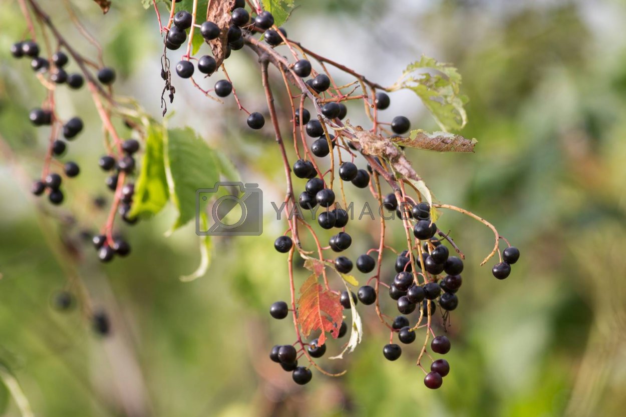 Бузина черемуха