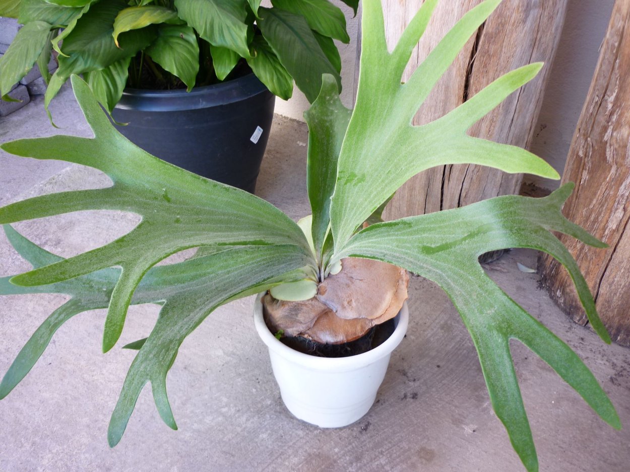 Стагхорн папоротник