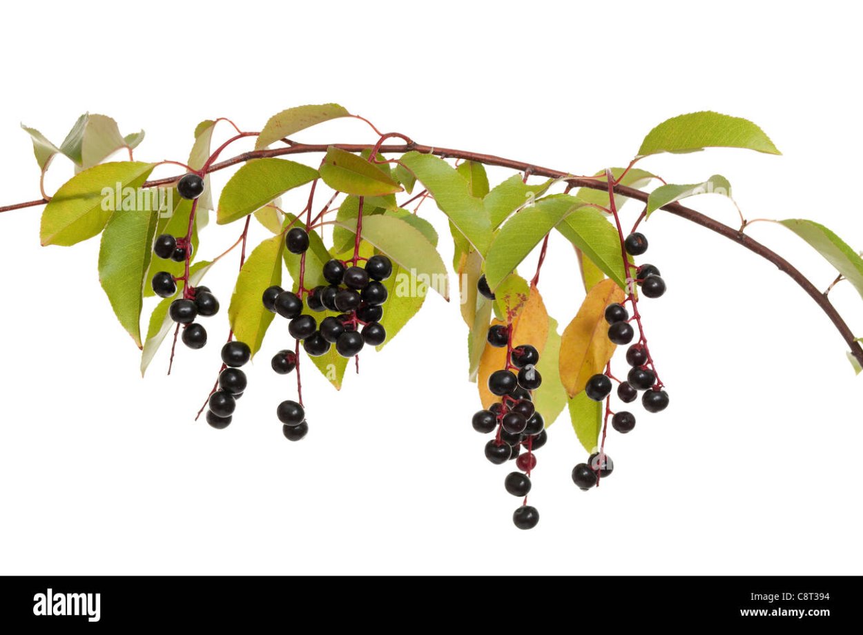 Черемуха Садовая красная