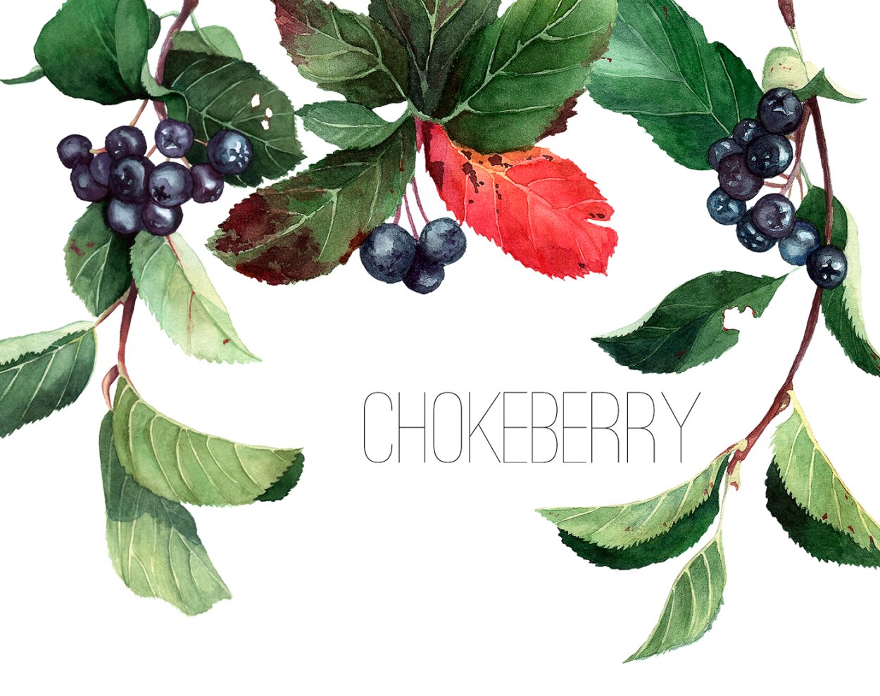 Амурская черемуха ягоды