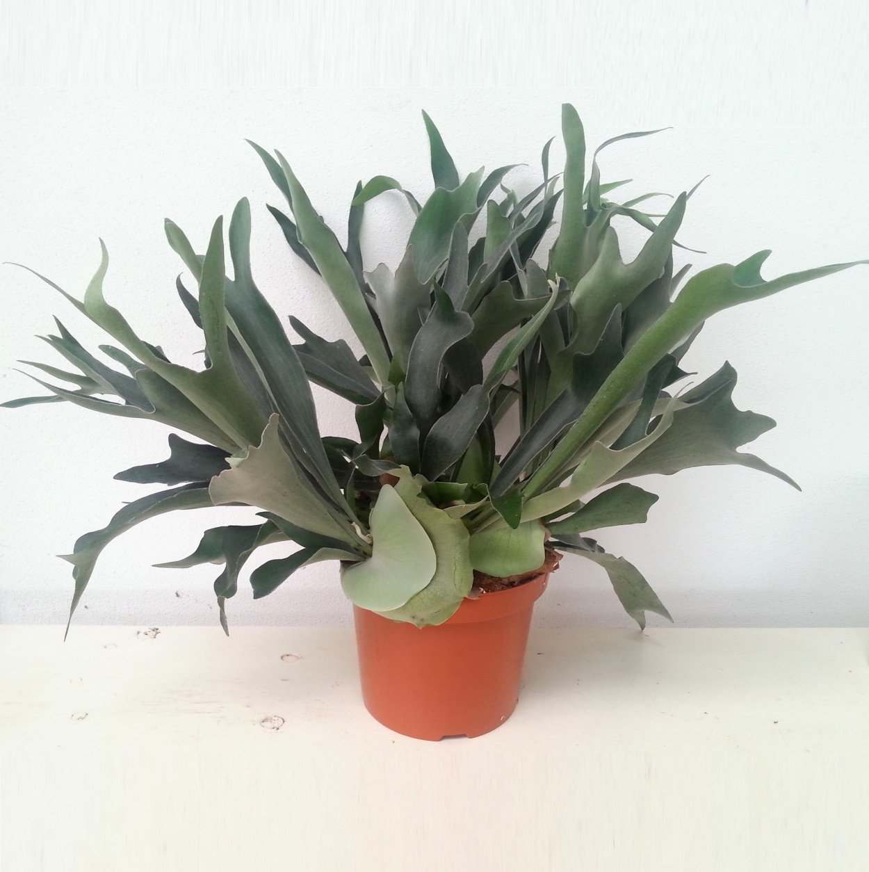 Оленьи рожки каланхоэ Лациниата