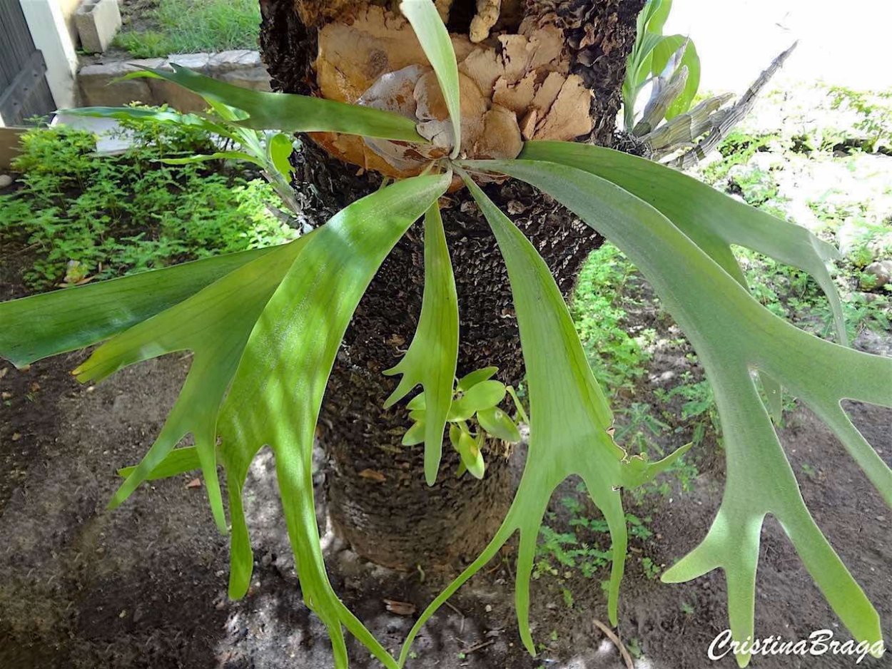 Цинерария Приморская серебряная пыль