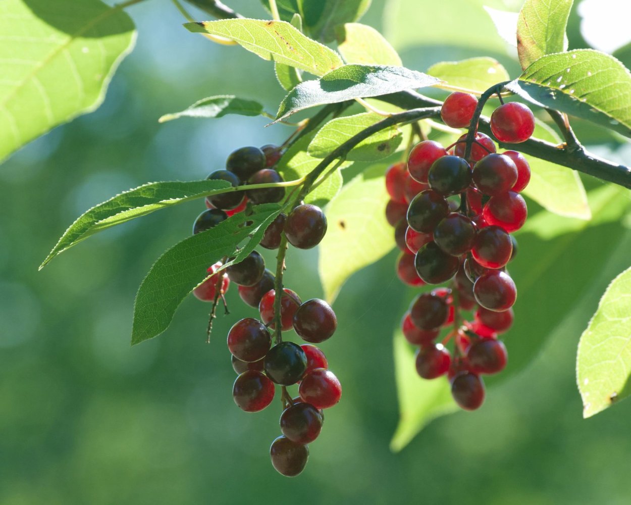 Черёмуха обыкновенная плоды