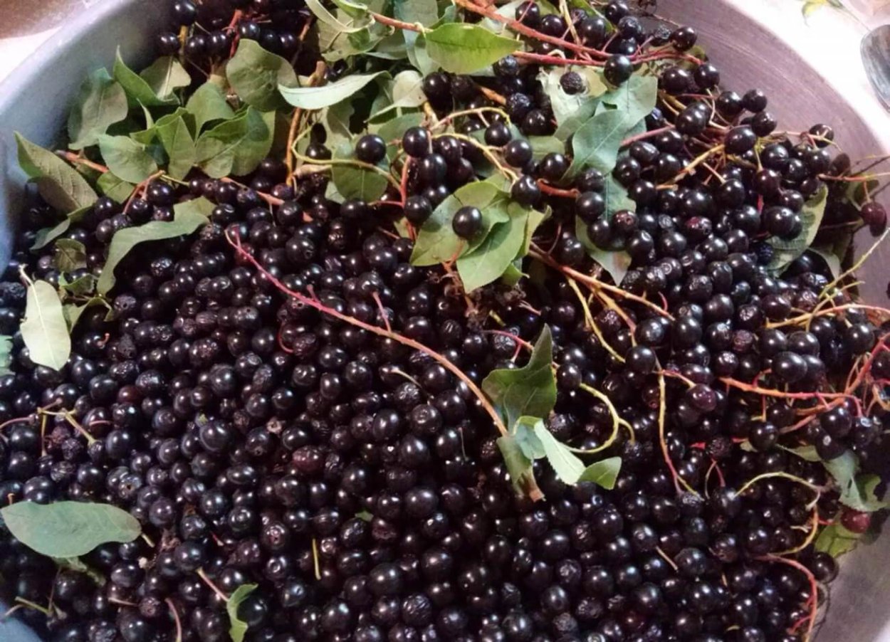 Elderberry ягода