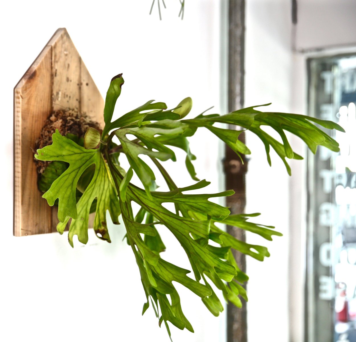 Платицериум Недерландс