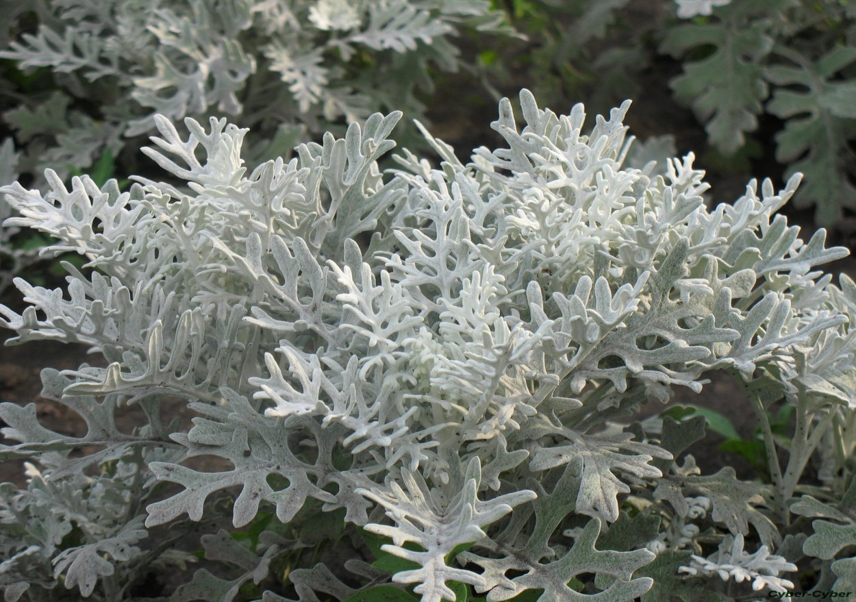 Стагхорн папоротник