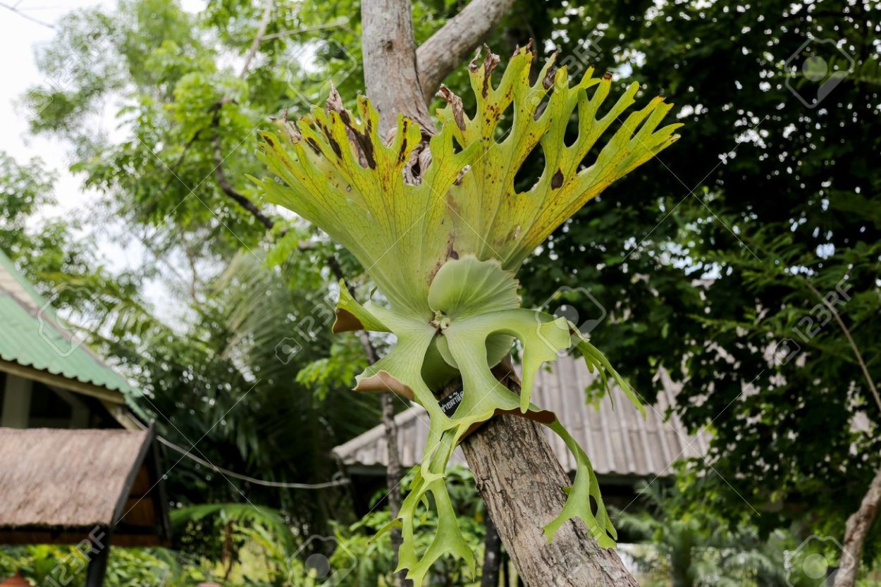 Оленьи рога растение в лесу