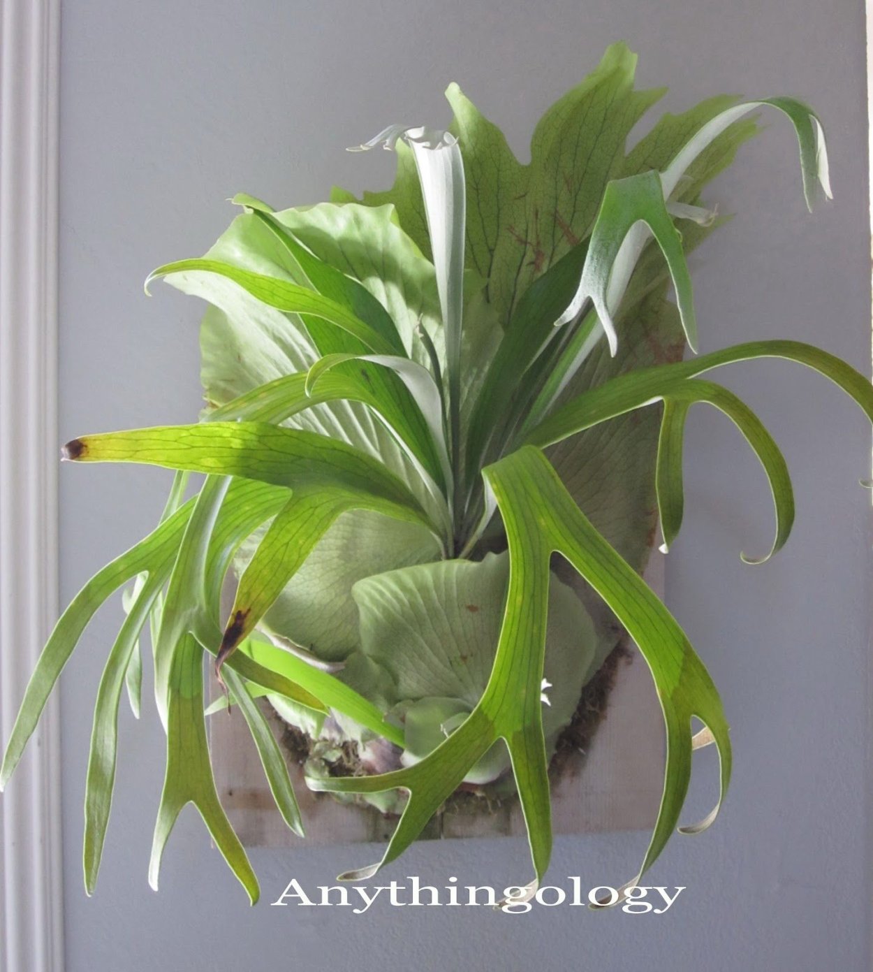 Оленьи рога цветок посадка на улице в Подмосковье