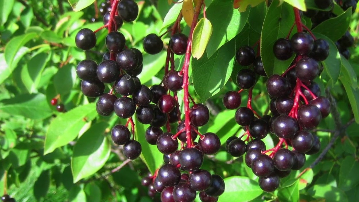 Черемуха черная ягоды