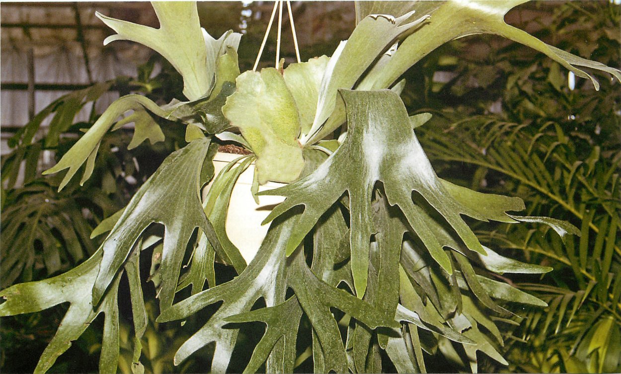 Платицериум, Плоскорог, Олений Рог, Platycerium