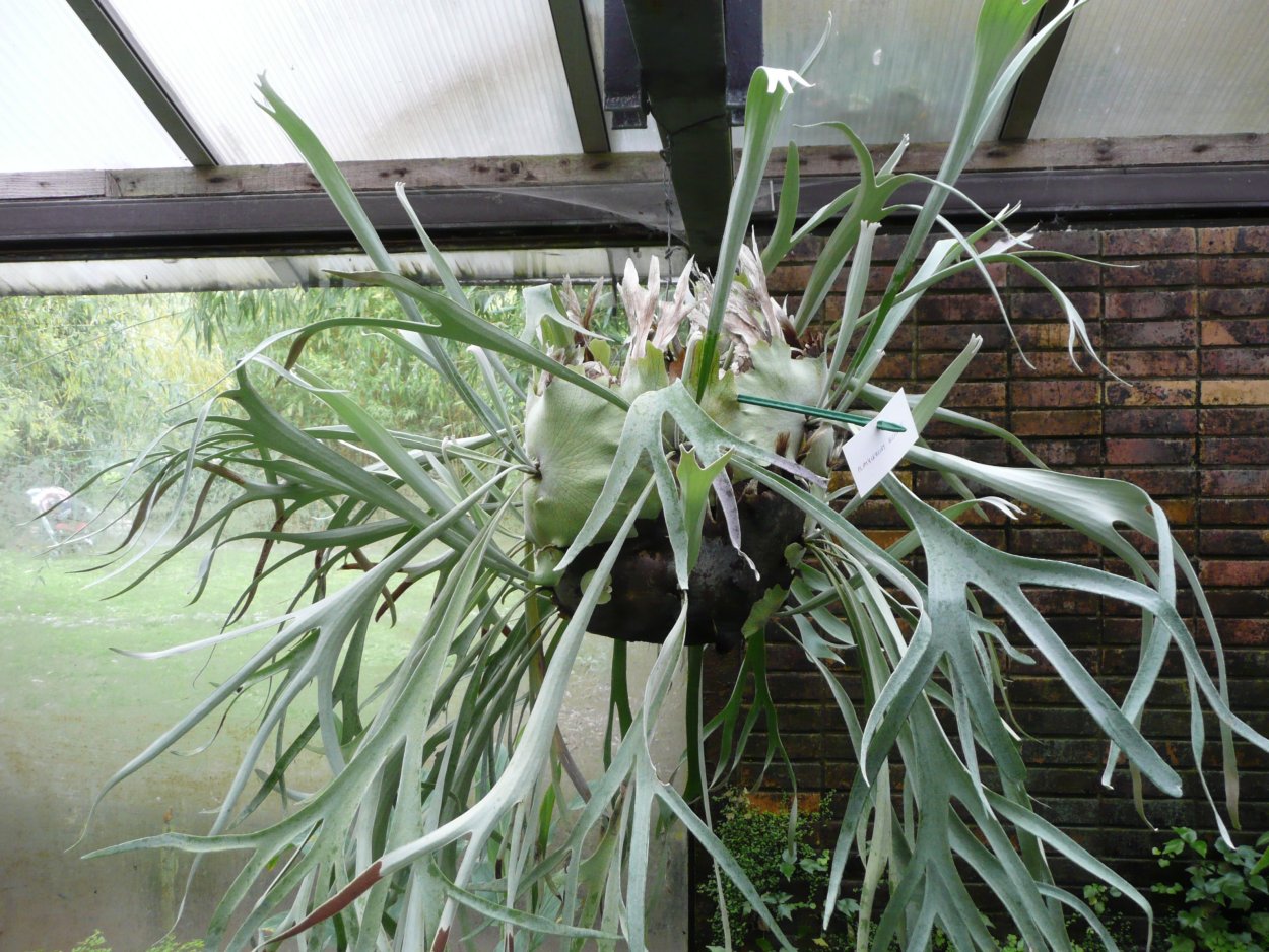 Папоротник Платицериум супербум