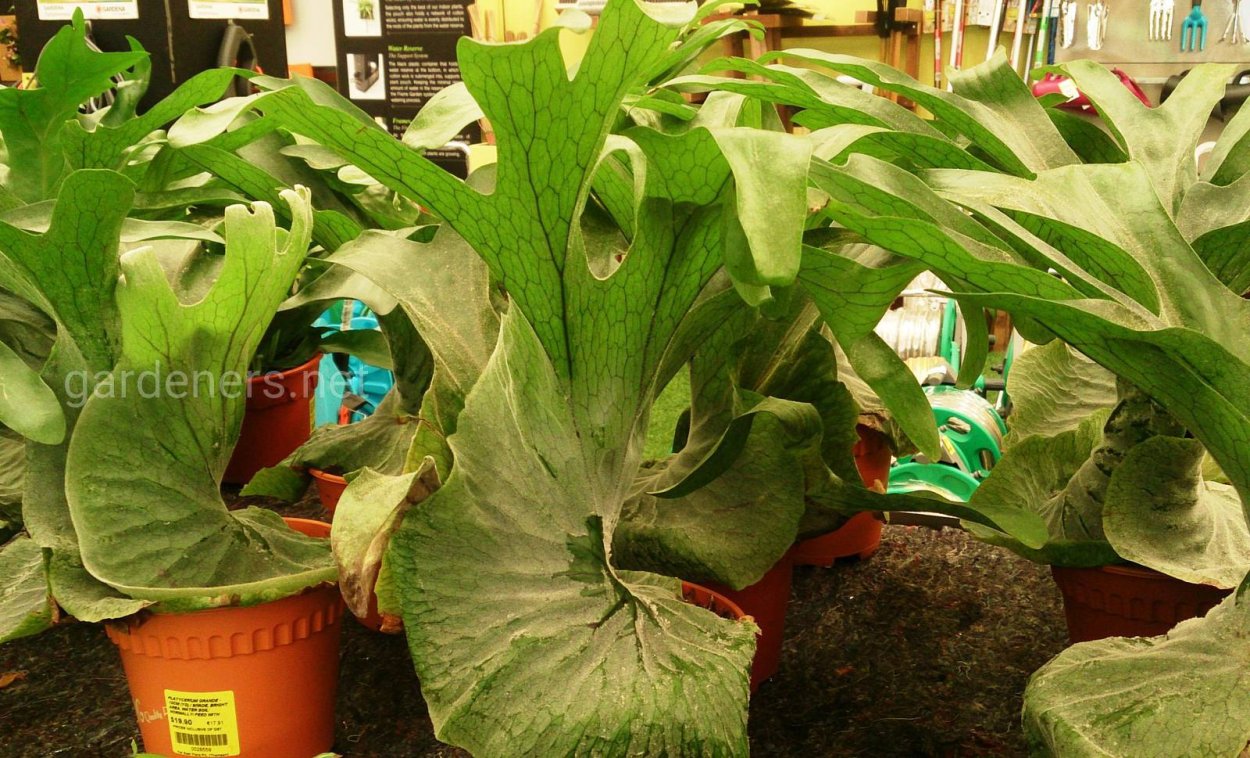 Плацентуриум папоротни