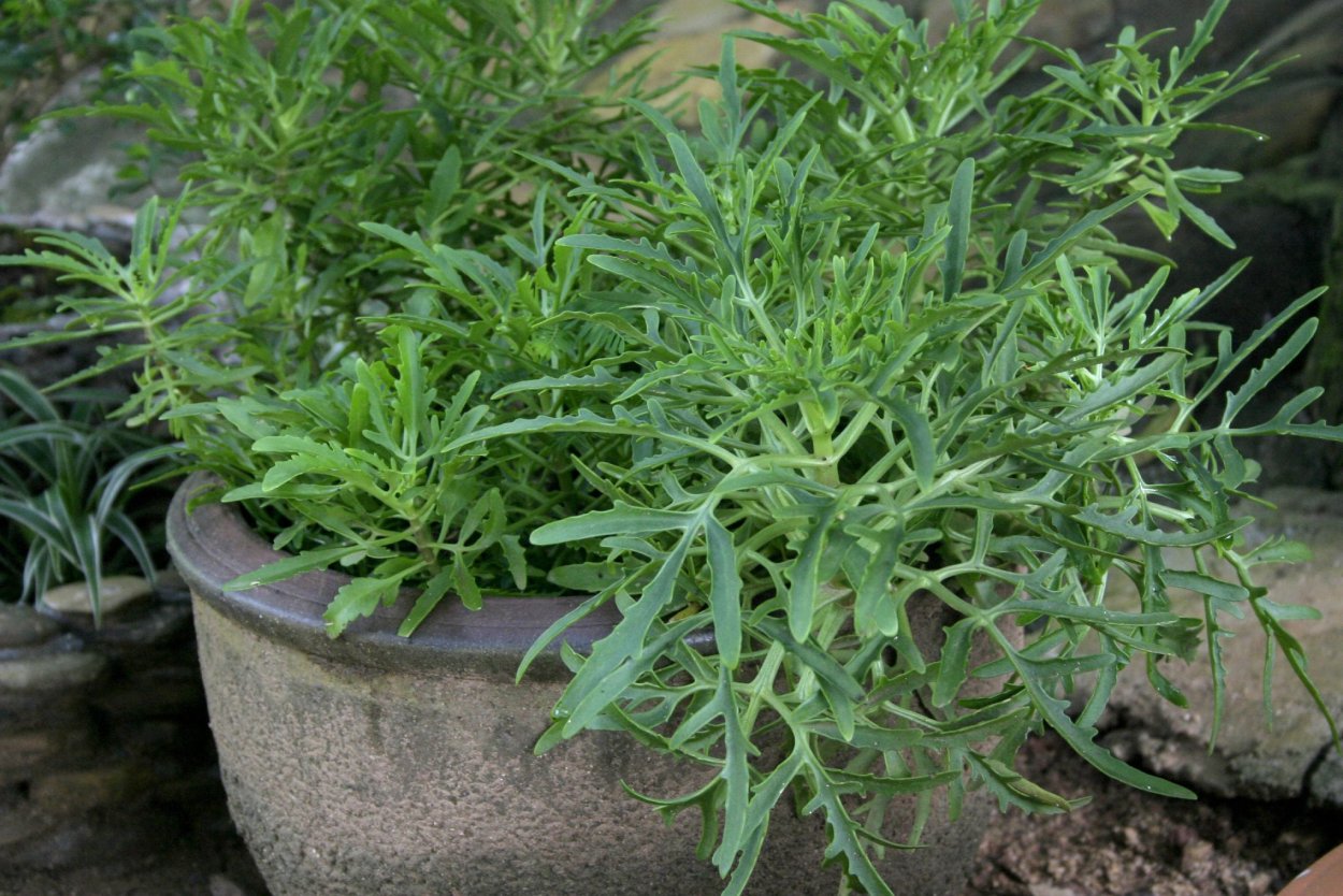 Платицериум Ханг