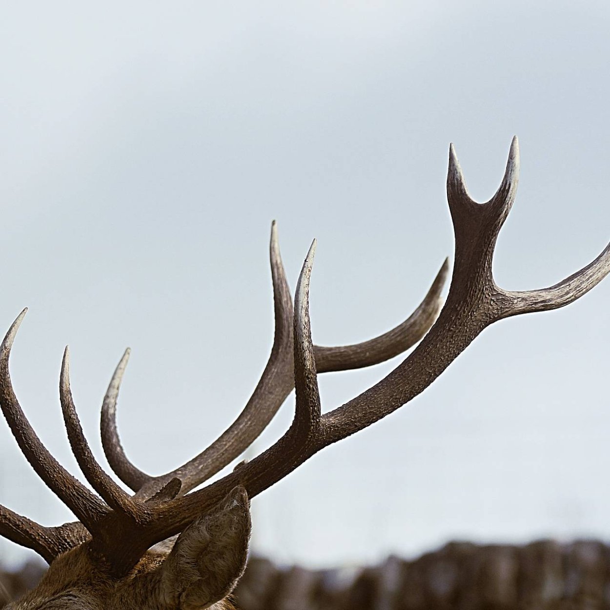 Платицериум Оленьи рога