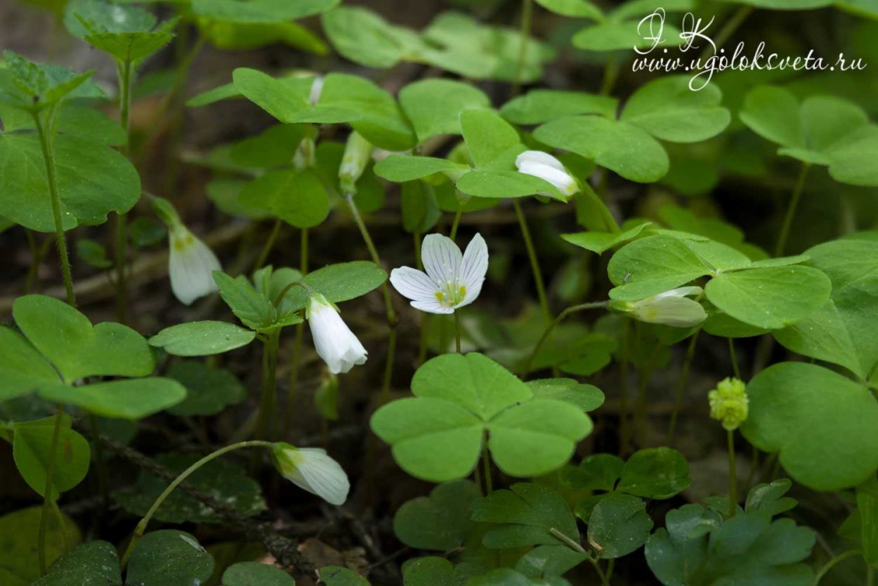 Кислица обыкновенная (Oxalis acetosella)