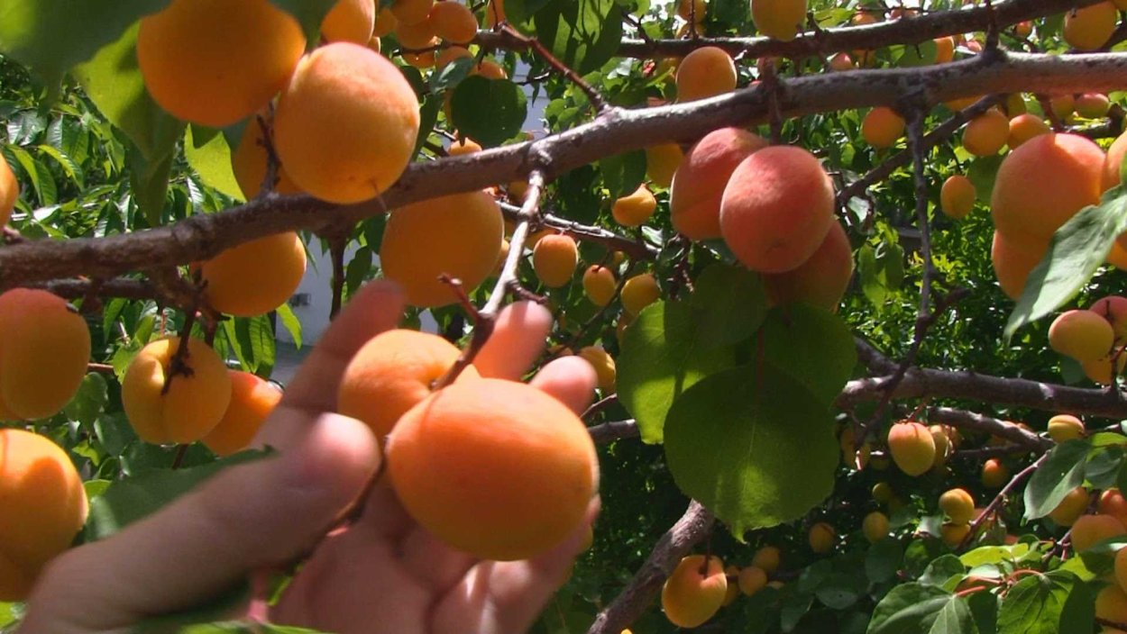 Дикий абрикос жердель