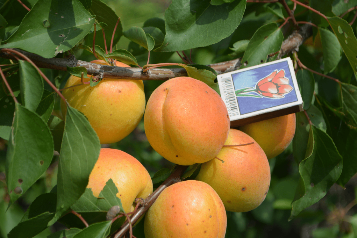 Абрикос Джумбо кот