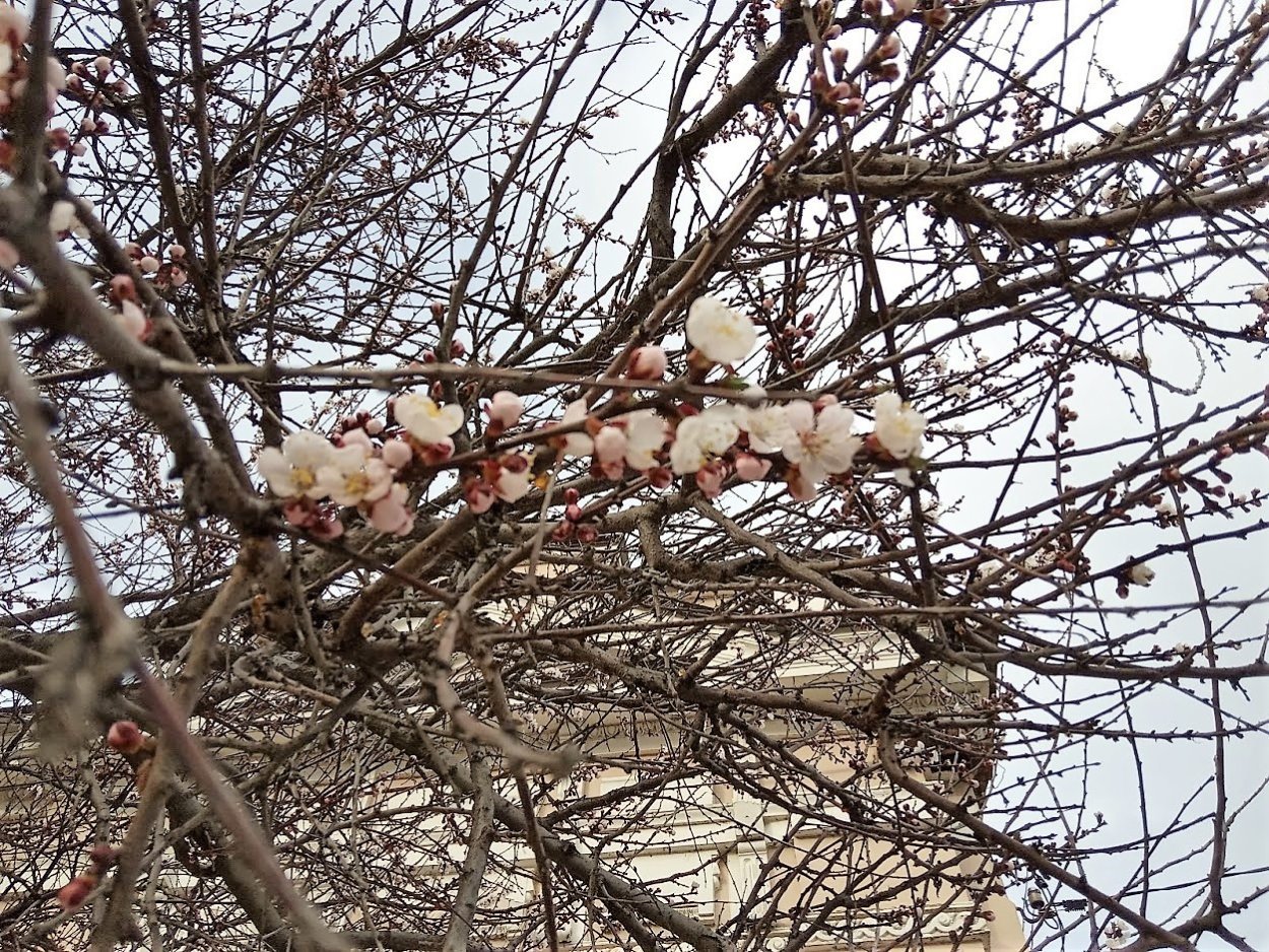 Дикий абрикос жердель цветение