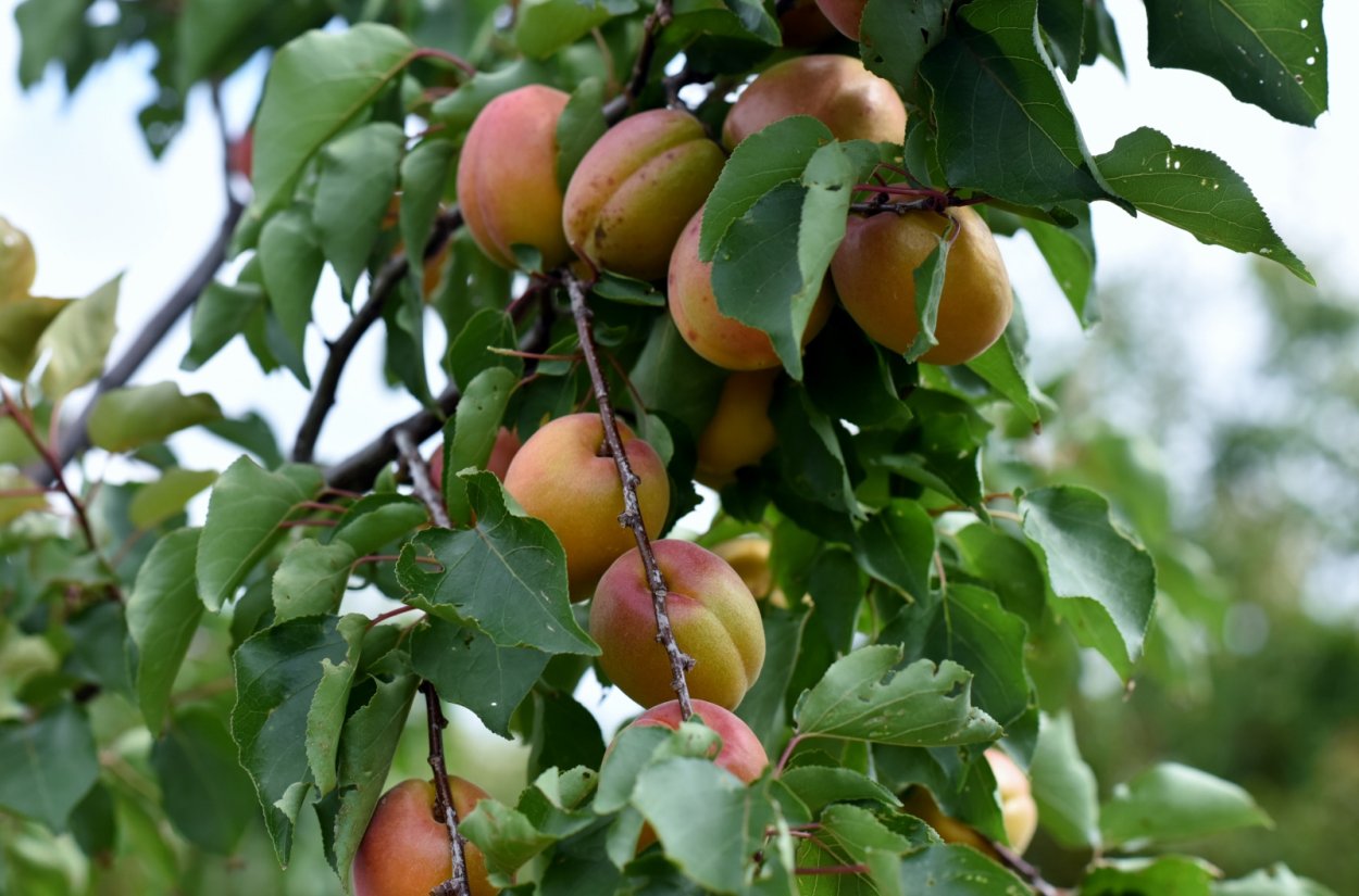 Абрикос Ульянихинский